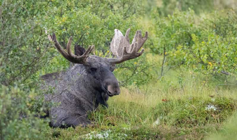 Lofoten: Wildlife Safari - Who should book this safari