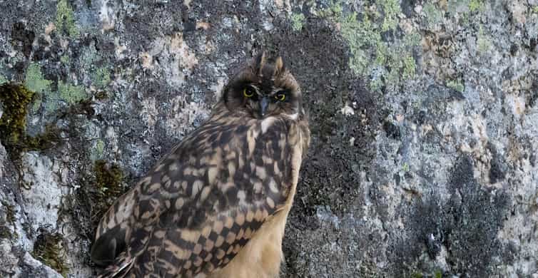 Lofoten: Wildlife Safari - Searching for owls, foxes, and moose