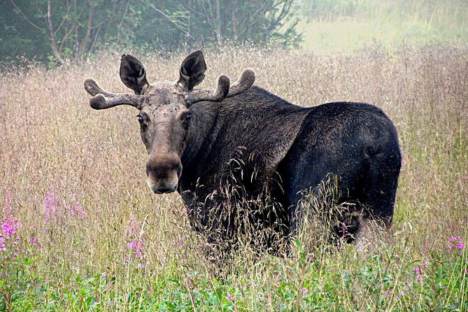 Moose Safari Bodo, Norway, Meet the Largest Land Animal in Europe - Key things to know before you book