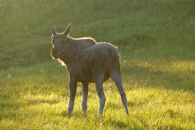 Moose Safari Bodo, Norway, Meet the Largest Land Animal in Europe - The 7:00 p.m. departure from Scandic Havet