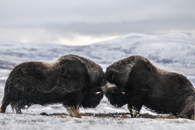 Musk ox Safari in Dovrefjell National Park, Oppdal Safari - Key points before you book