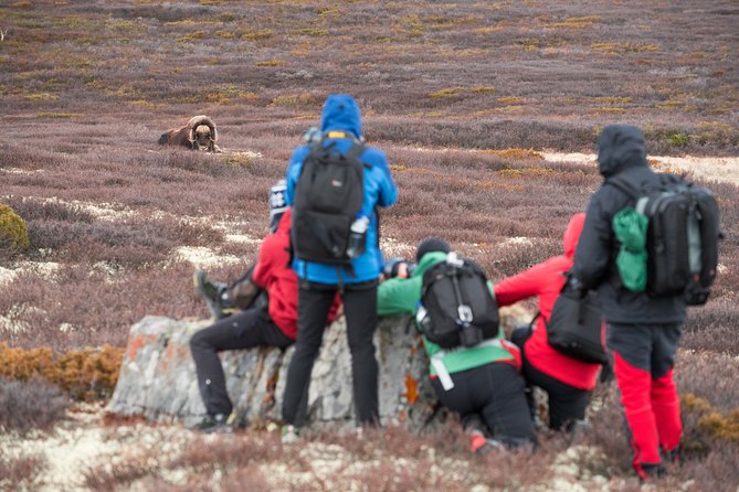 Musk ox Safari in Dovrefjell National Park, Oppdal Safari - Why Dovrefjell is the right place for musk ox