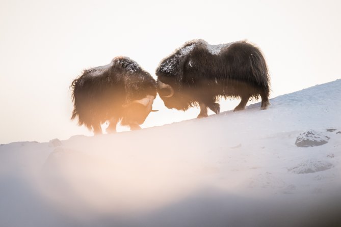 Musk ox Safari in Dovrefjell National Park, Oppdal Safari - Finding the musk ox