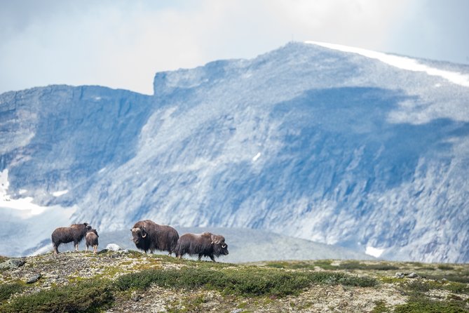 Musk ox Safari in Dovrefjell National Park, Oppdal Safari - Lunch, coffee, tea, and cinnamon rolls