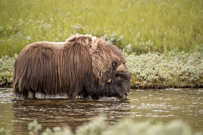 Musk ox Safari in Dovrefjell National Park, Oppdal Safari - Guides who make the walk more than a search