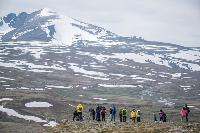 Musk ox Safari in Dovrefjell National Park, Oppdal Safari - Is $85.57 a fair price?