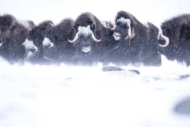 Musk ox Safari in Dovrefjell National Park, Oppdal Safari - Starting at Grønbakken at 9:30 a.m.