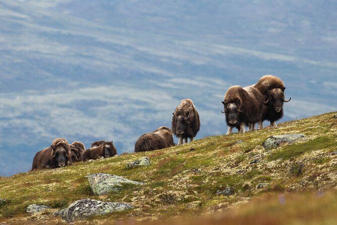 Muskox Safari from Hjerkinn | Dovre & Lesja Aktiv - Key points to know before you go