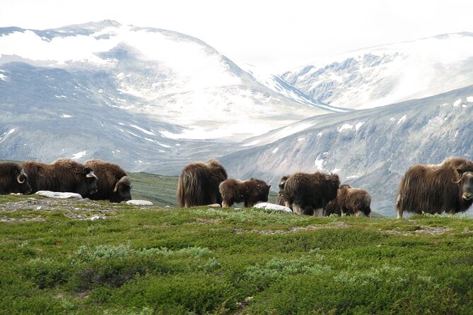 Muskox Safari from Hjerkinn | Dovre & Lesja Aktiv - Why Dovrefjell is the right place for a muskox safari
