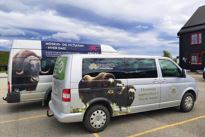 Muskox Safari from Hjerkinn | Dovre & Lesja Aktiv - The guide’s role and the feel of the group