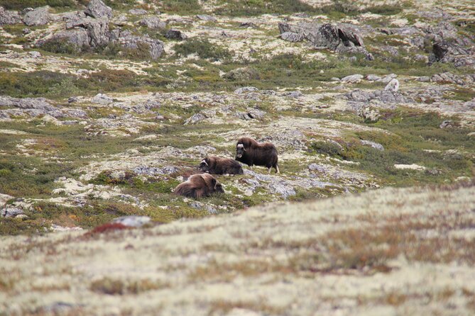 Muskox Safari from Hjerkinn | Dovre & Lesja Aktiv - Is $65.99 good value?