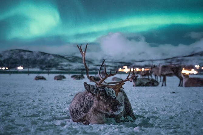 Night Reindeer Sledding with Camp Dinner and Chance of Northern Lights - Northern lights from the reindeer camp