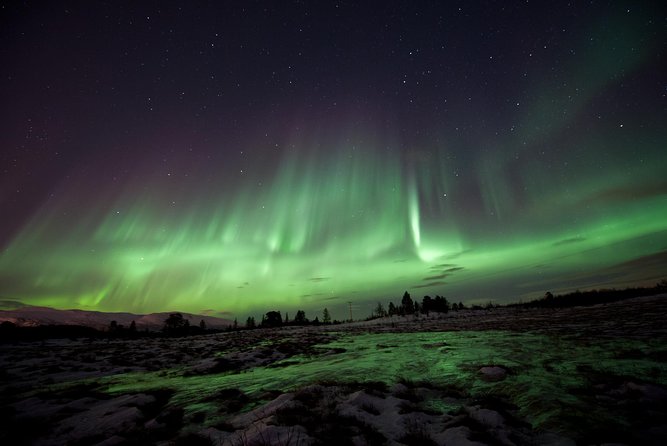 Northern Lights Husky Visit - Key Points Before You Book