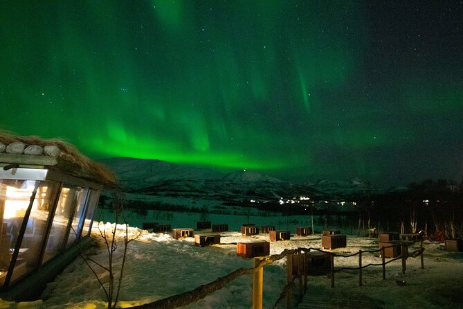 Northern Lights Husky Visit - Family Fun Beyond the Kennel