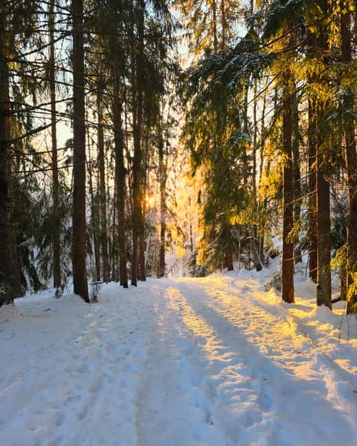 Oslo: Scenic Forest Hike with Dog & Local Guide - Winter, Wildlife, and What You Might See