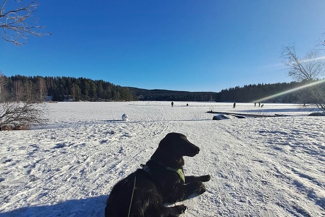 Oslo: Winter wonderland forest hike & campfire with a dog - Who should book this forest outing?