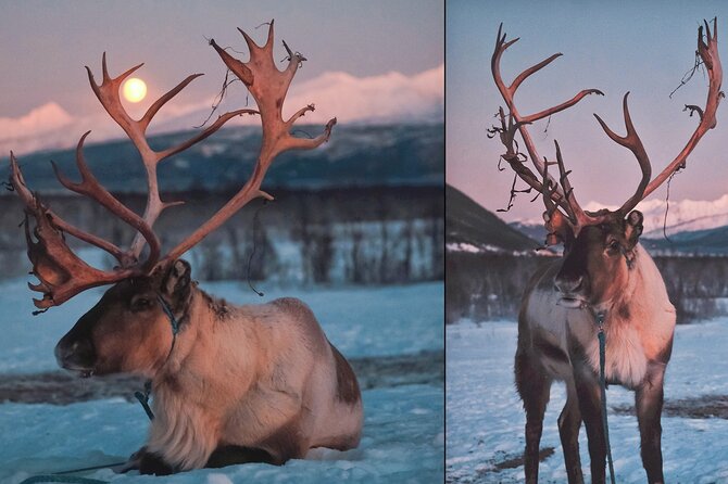 Overnight Stay with Reindeer Sledding & Feeding - Sami dinner inside the lavvu