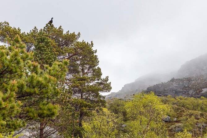 Preikestolen Hidden Trail Hike + Lunch and Canoe Trip - Reaching the 604-meter cliff above Lysefjorden