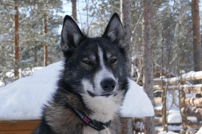 Privat sled trip with husky in the alta valley - The details that make this husky trip different