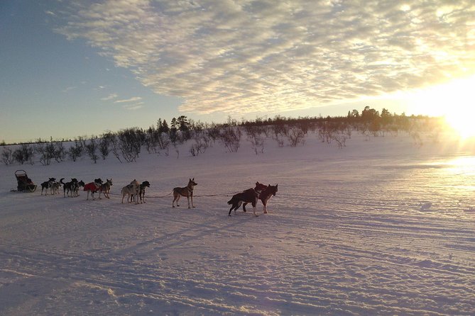Privat sled trip with husky in the alta valley - The Alta River scenery and the quiet of the trail