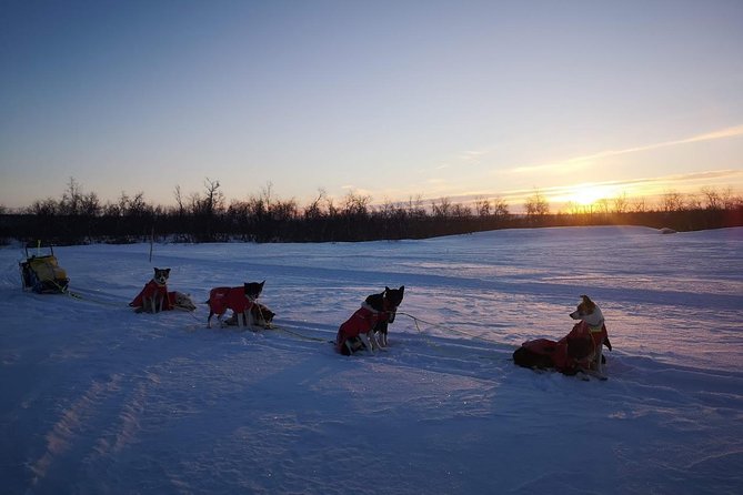 Privat sled trip with husky in the alta valley - After the ride: cuddles, coffee, and a kitchen table