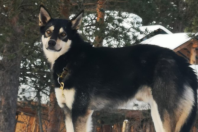 Privat sled trip with husky in the alta valley - What the highly positive feedback gets right