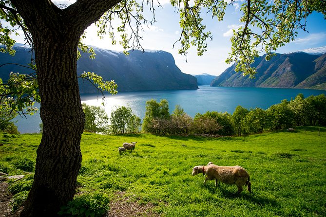 Private tour, Bergen to Oslo - Nærøyfjord Cruise & Flåm Railway - What the private guide adds