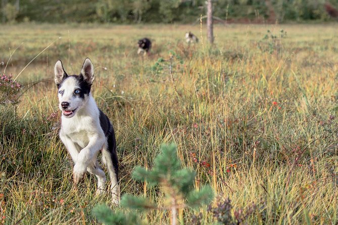 Puppy Training Experience at a Husky Farm in Tromso - The 9:30 pickup from central Tromsø