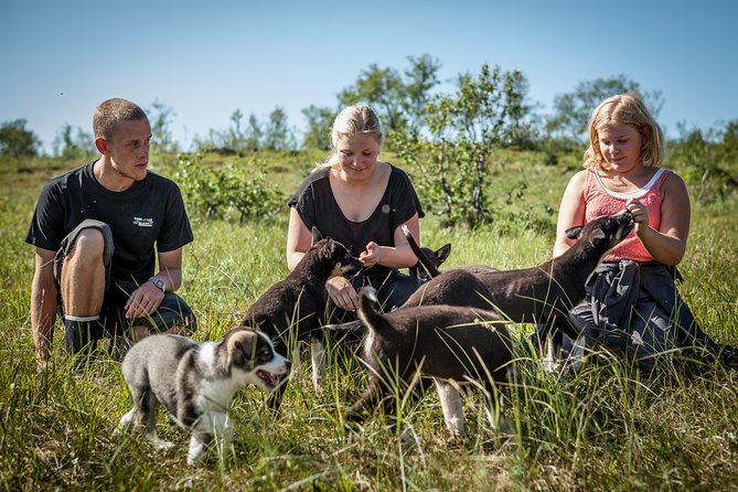 Puppy Training Experience at a Husky Farm in Tromso - Training games and the puppy walk