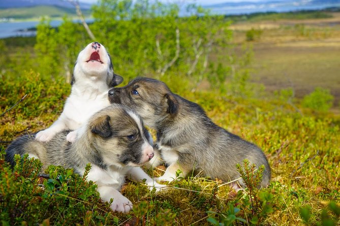 Puppy Training Experience at a Husky Farm in Tromso - Feeding and meeting the puppies