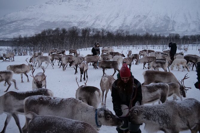 Reindeer Feeding and Sami Culture Afternoon Departure - Key points to know before you go