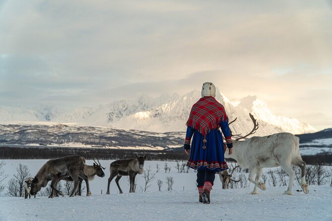 Reindeer Feeding and Sami Culture Afternoon Departure - From Tromsø to the reindeer camp
