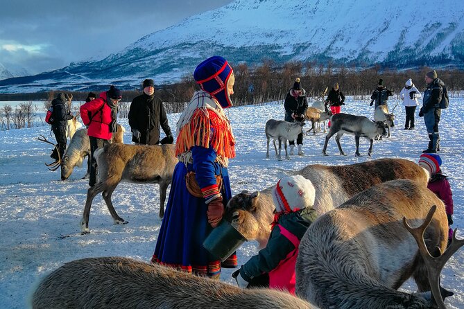 Reindeer Feeding and Sami Culture Afternoon Departure - A hot meal at about 3 p.m.
