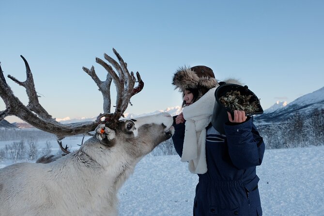 Reindeer Feeding and Sami Culture Afternoon Departure - Who will enjoy this most?