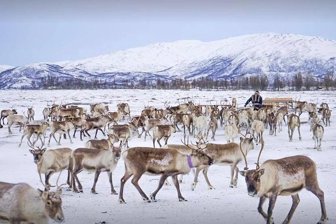 Reindeer Feeding and Sami Culture Including Lunch from Tromso - Five things to know before you go