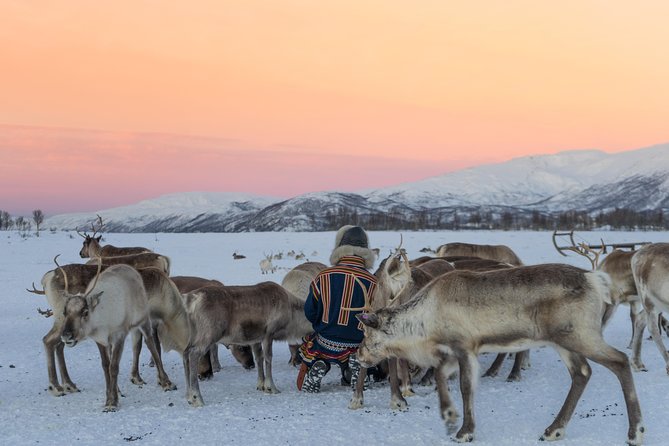 Reindeer Feeding and Sami Culture Including Lunch from Tromso - From Tromsø bus terminal to the reindeer camp