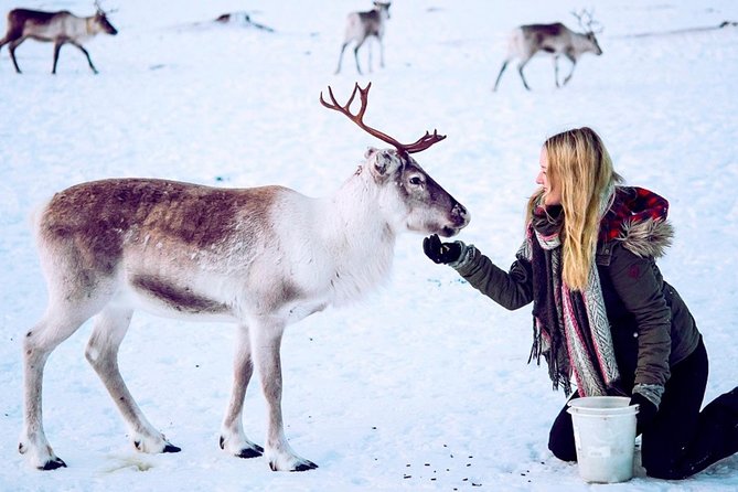 Reindeer Feeding and Sami Culture Including Lunch from Tromso - A warm lavuu, a fire, and Sami stories
