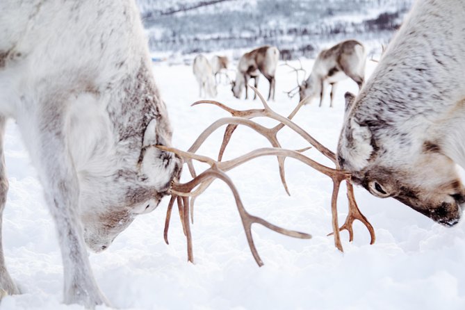 Reindeer Feeding and Sami Culture Including Lunch from Tromso - How much value do you get for $145.53?