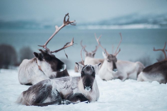 Reindeer Feeding and Sami Culture Including Lunch from Tromso - Cold weather, ice, smoke, and smart packing
