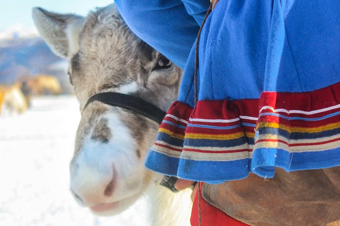 Reindeer Feeding and Sami Culture Including Lunch from Tromso - Feeding a herd of 300 reindeer