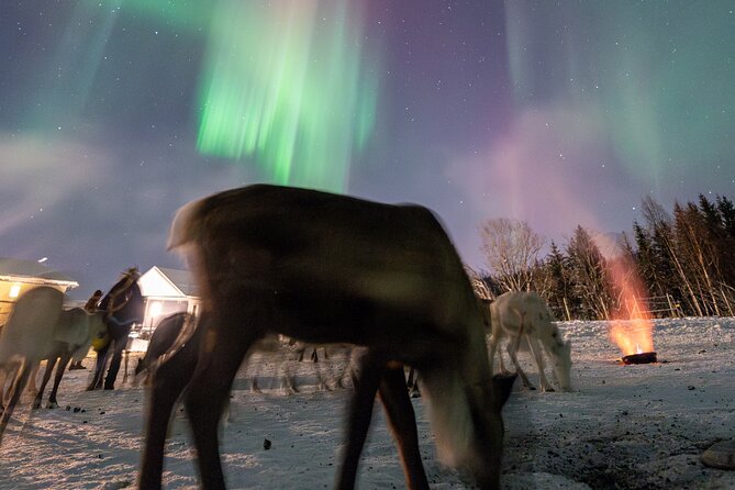 Reindeer Feeding and Sledding, Sami Storytelling Night Tour - Balsfjord adds a scenic stretch beside the water