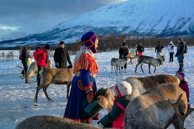 Reindeer feeding & Saami Culture - Meeting the reindeer inside the enclosure