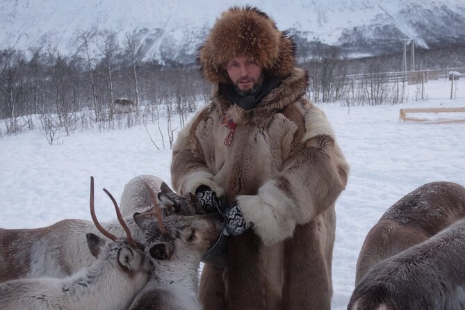 Reindeer feeding & Saami Culture - Lunch: traditional reindeer stew and hot drinks