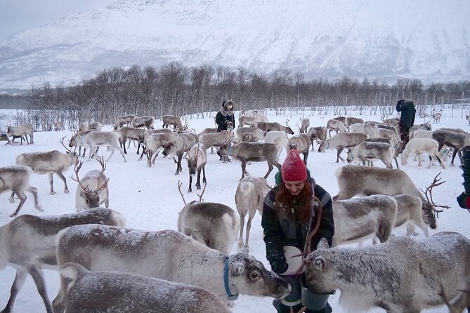 Reindeer feeding & Saami Culture - What the four-and-a-half-hour schedule feels like