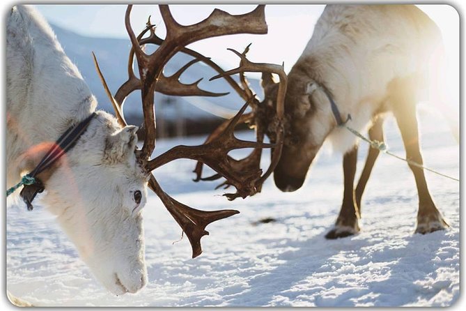 Reindeer feeding & Saami Culture - Clothing, comfort, and family suitability