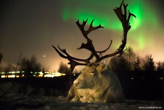 Reindeer feeding & Saami Culture with chance for Northern Lights - Reaching the reindeer camp from Tromsø