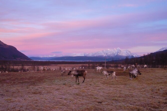 Reindeer feeding & Saami Culture with chance for Northern Lights - How the group size affects the experience