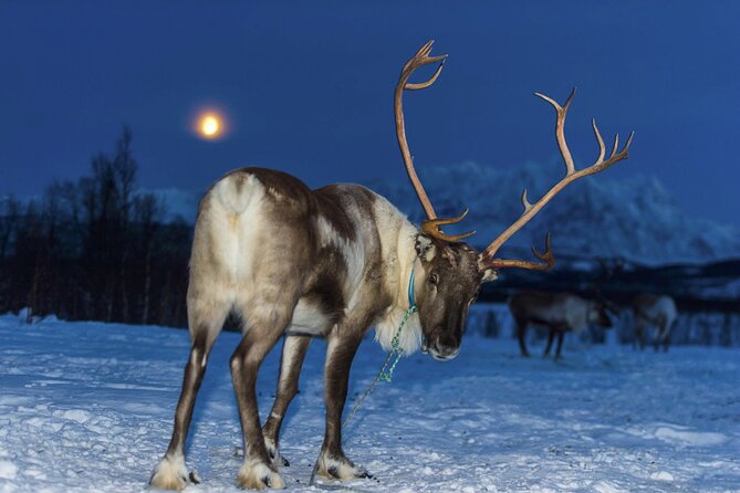 Reindeer feeding & Saami Culture with chance for Northern Lights - Is $182.37 a fair price?