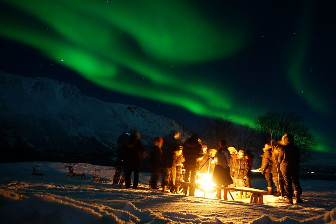 Reindeer feeding & Saami Culture with chance for Northern Lights - Meeting a herd of hundreds of reindeer