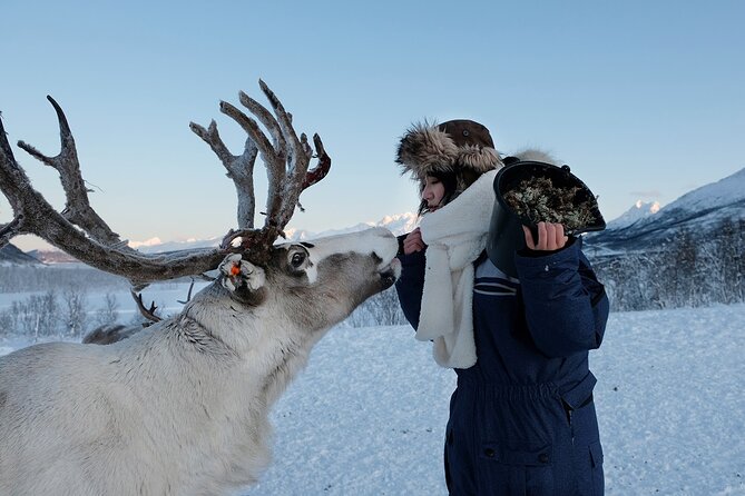 Reindeer feeding & Saami Culture - Inside the lavvu with Sámi hosts